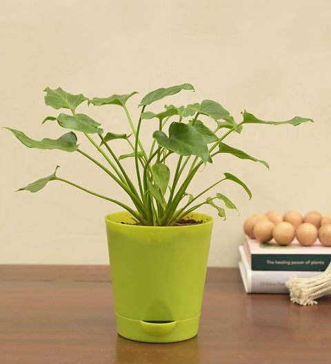 Philodendron Xanadu Green