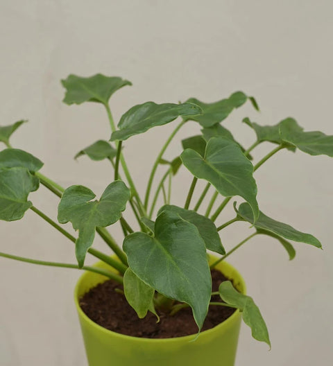 Philodendron Xanadu Green