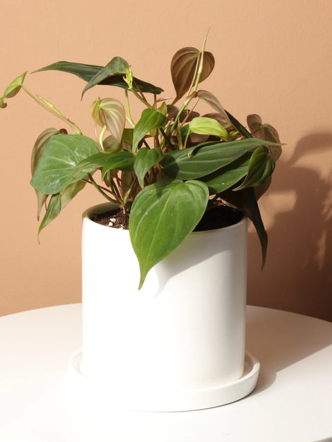 Philodendron Micans