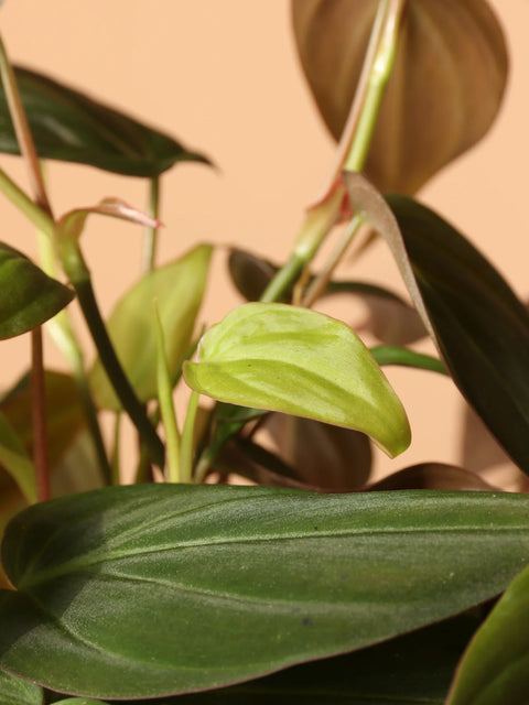 Philodendron Micans