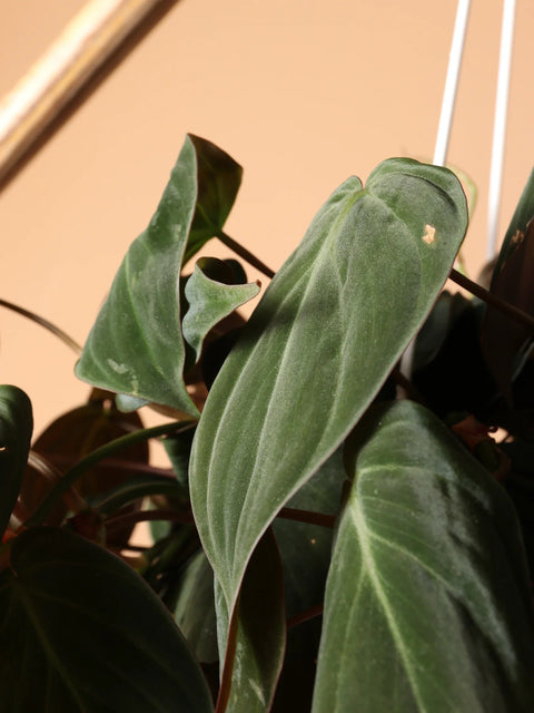 Philodendron Micans