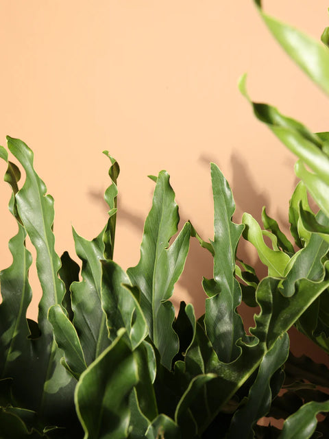 Philodendron Selloum Green XL