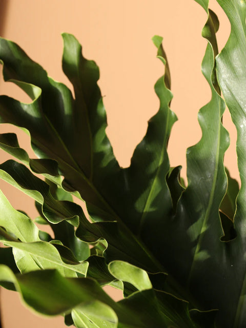 Philodendron Selloum Green XL