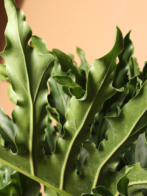 Philodendron Selloum Green XL