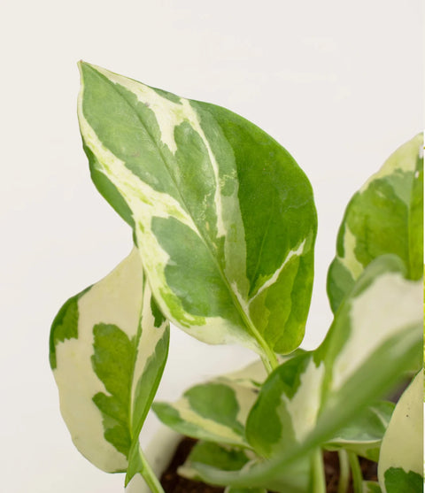 Epipremnum Aureum - N'Joy Pothos