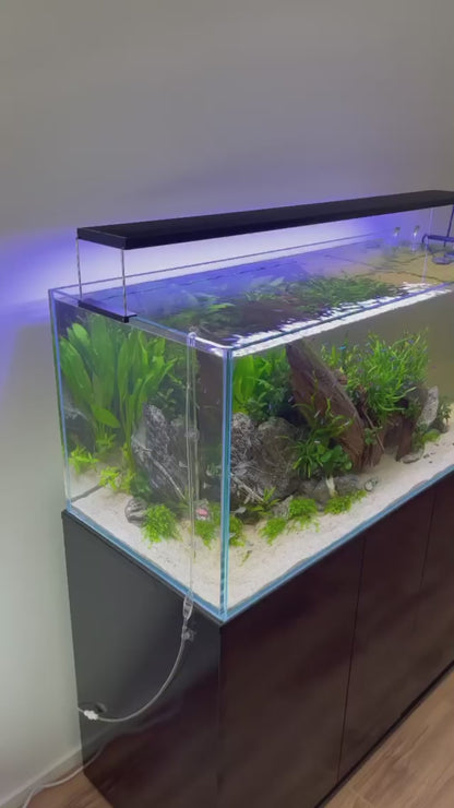 Aquarium Setup & Maintenance