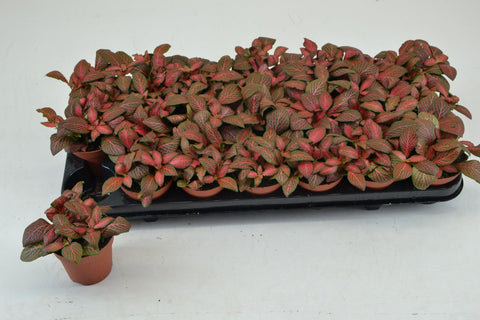 Fittonia Red Nerve