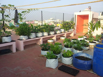 Terrace Gardening