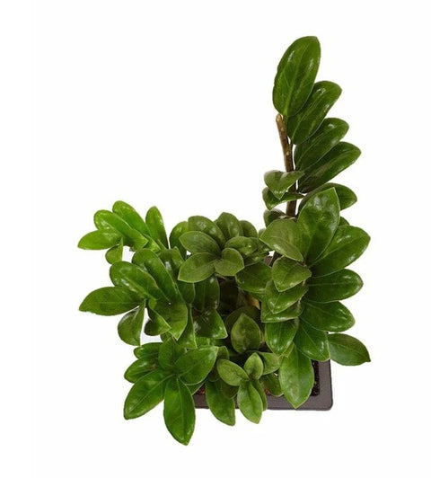 Dwarf ZZ Plant