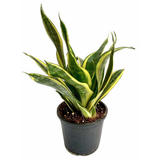 Sansevieria Futura Superba