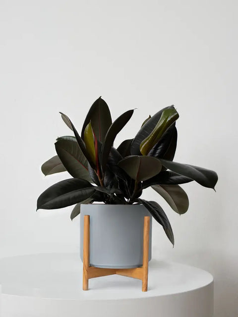 Rubber Plant