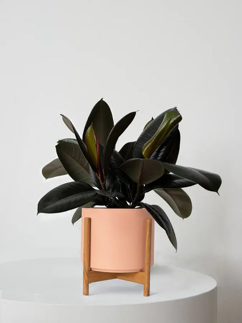 Rubber Plant