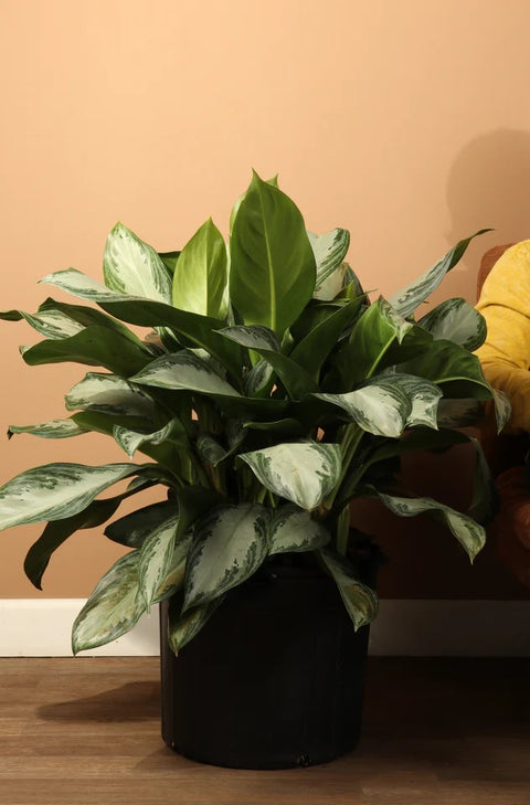 Aglaonema Commutatum - Silver Bay