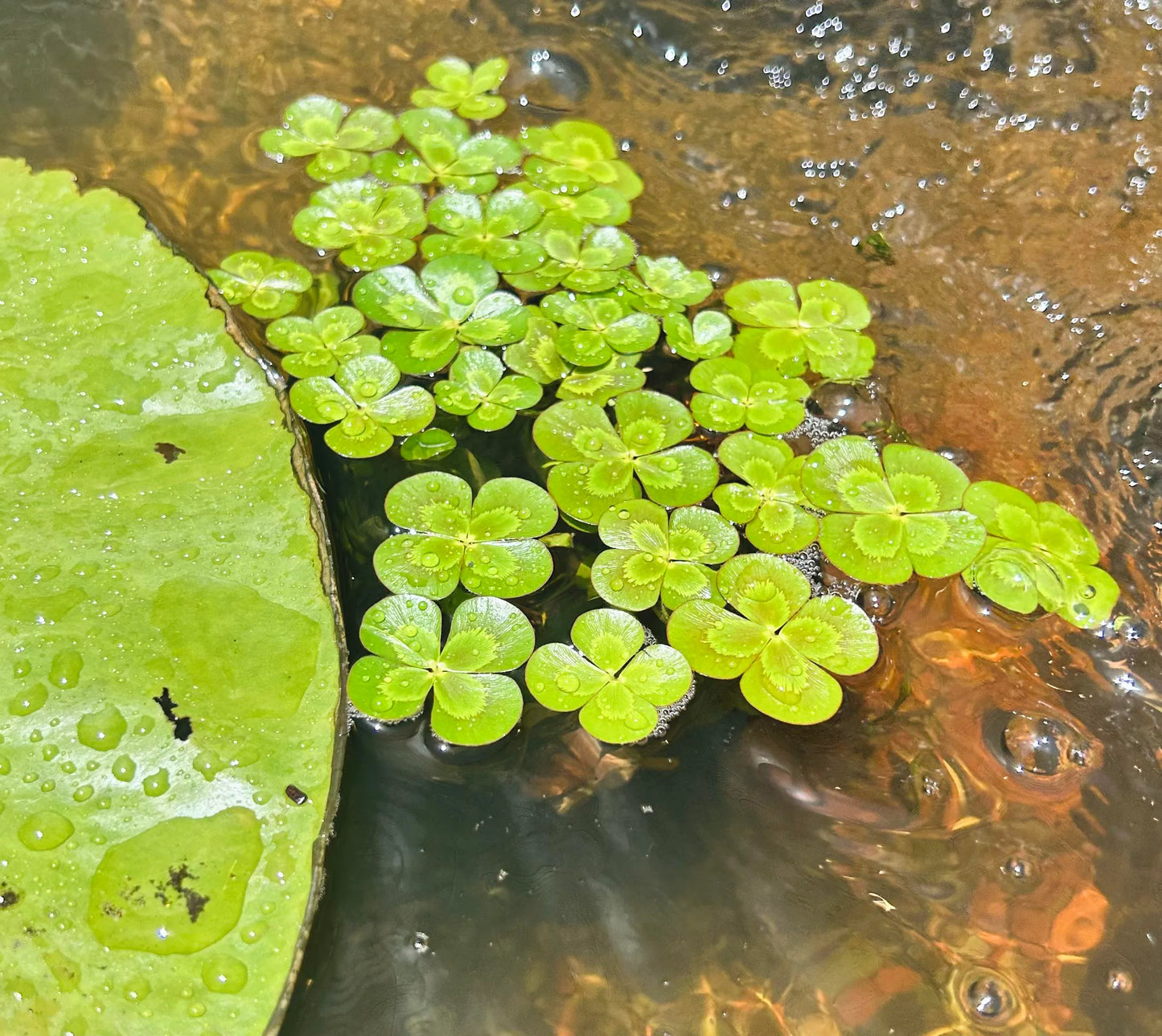 Ponds & Fountains - Setup & Maintenance