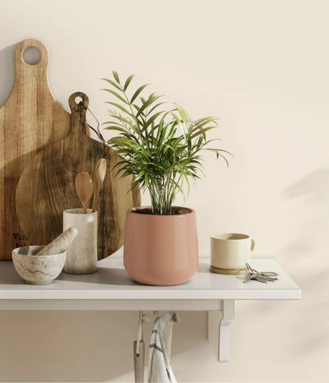 Calathea Rattlesnake