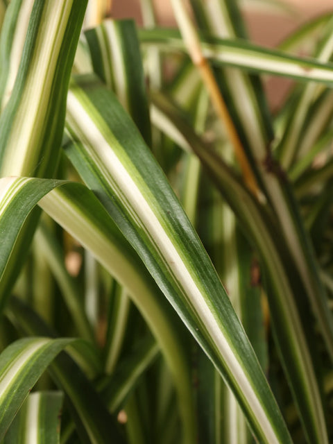 Chlorophytum Spider Plant - Variegated