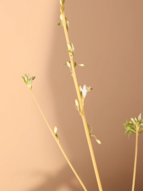 Chlorophytum Spider Plant - Variegated