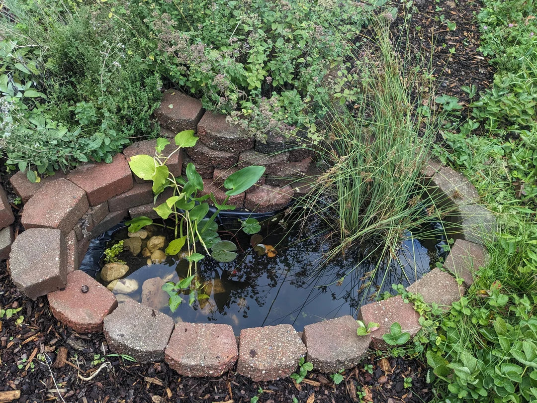 Ponds & Fountains - Setup & Maintenance