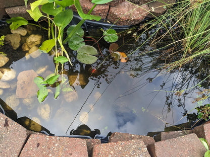 Ponds & Fountains - Setup & Maintenance