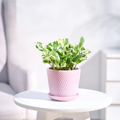 Epipremnum Aureum - N'Joy Pothos