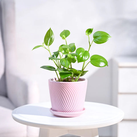Peperomia Obtusifolia - Green