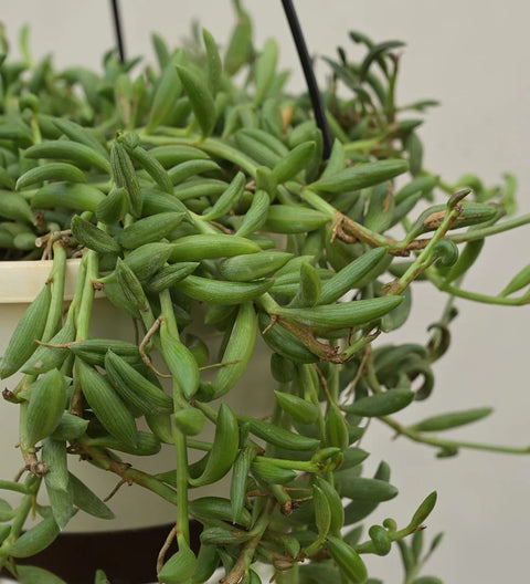String of Bananas