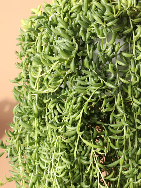 String of Bananas XL