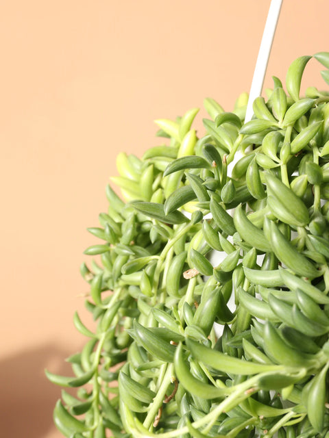 String of Bananas XL