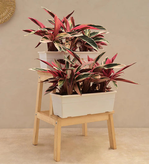Stromanthe Triostar