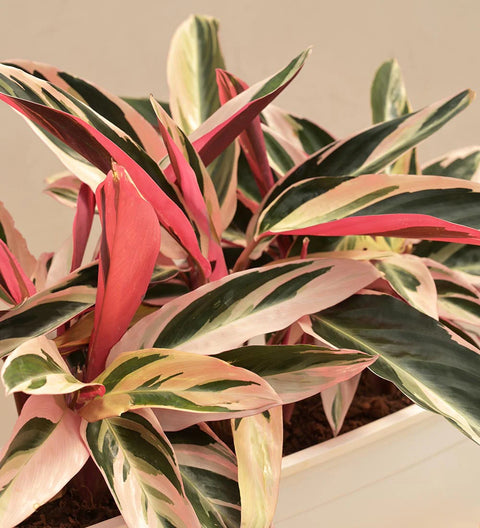 Stromanthe Triostar