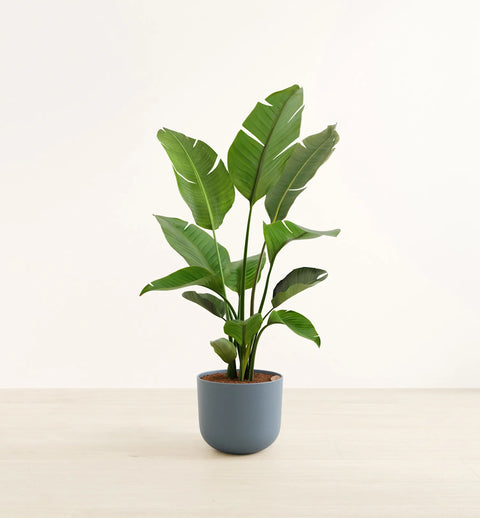 Bird of Paradise XL