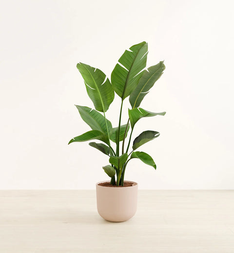 Bird of Paradise XL