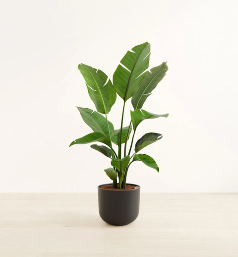 Bird of Paradise XL