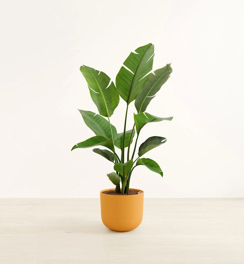 Bird of Paradise XL