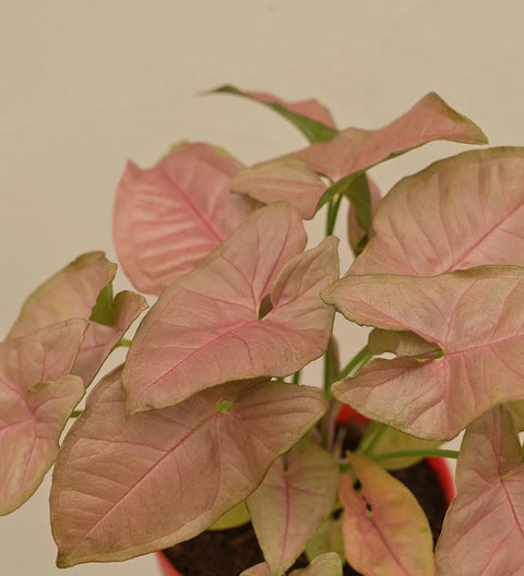 Syngonium Pink