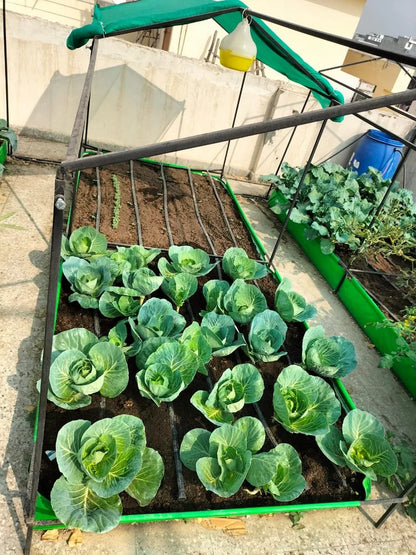 Terrace Gardening