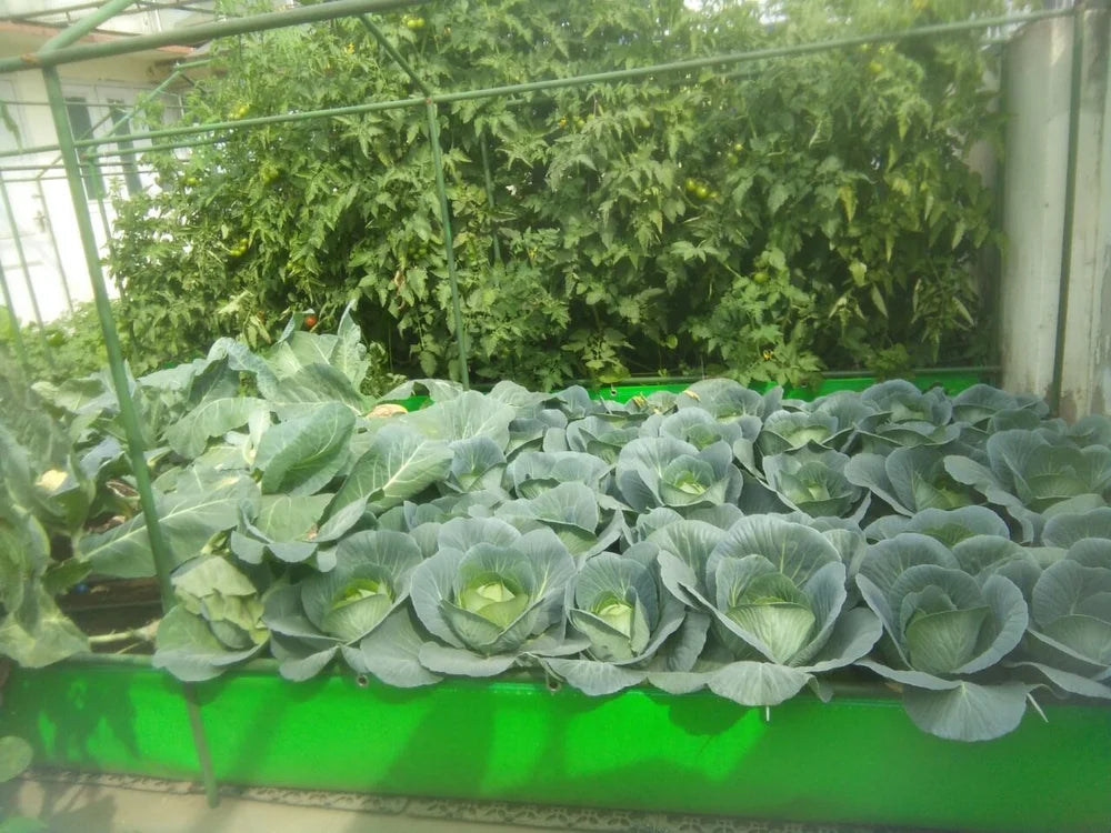 Terrace Gardening