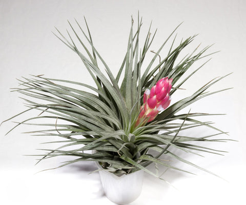 Tillandsia Cotton King