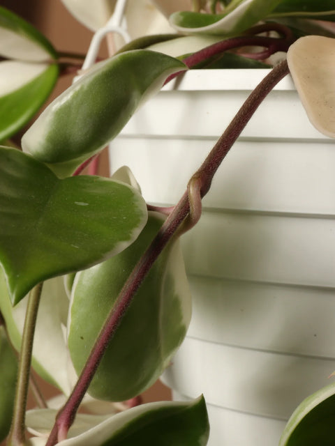 Hoya Carnosa Tricolour - Krimson Queen XL