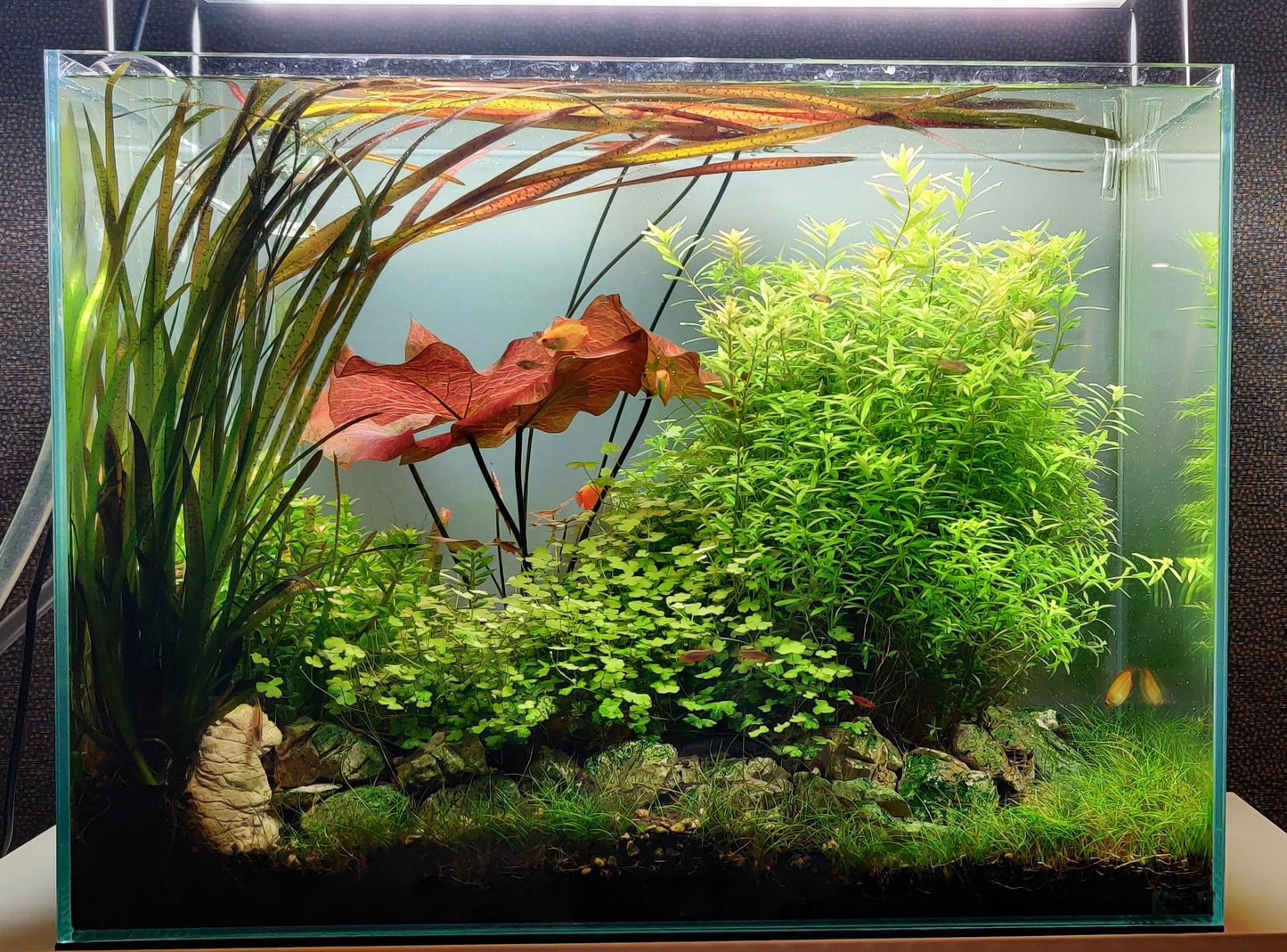 Aquarium Setup & Maintenance