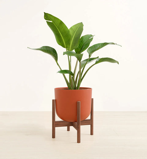 Bird of Paradise