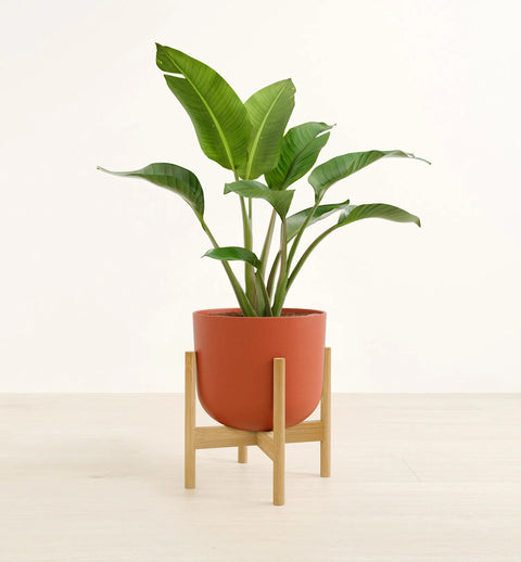 Bird of Paradise
