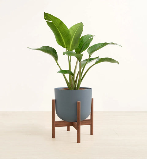 Bird of Paradise