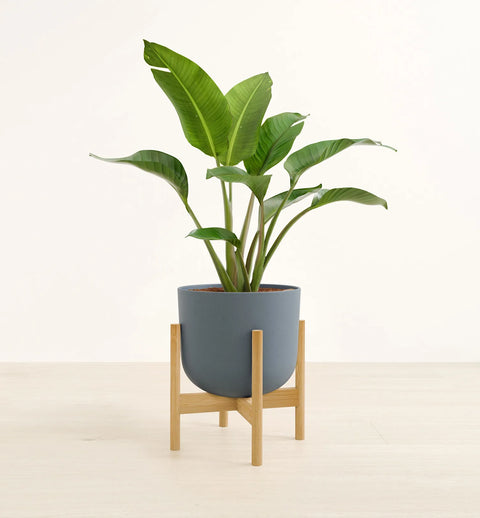 Bird of Paradise