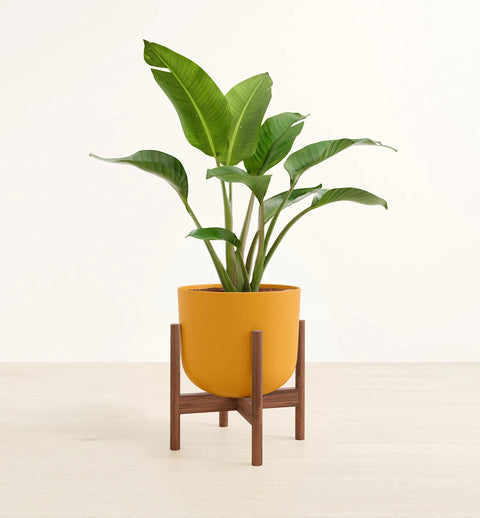Bird of Paradise