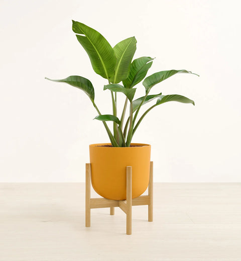 Bird of Paradise