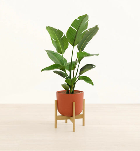 Bird of Paradise XL