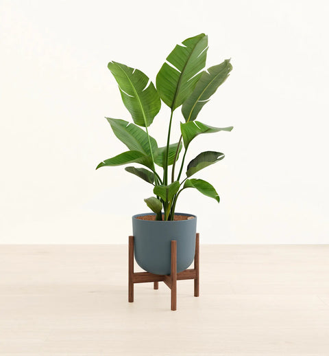 Bird of Paradise XL