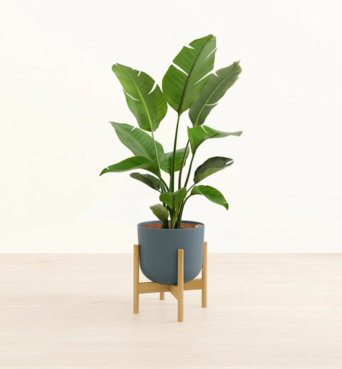 Bird of Paradise XL