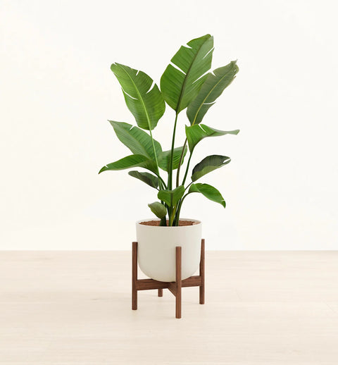 Bird of Paradise XL